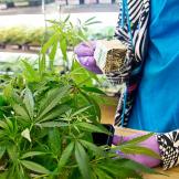 Harborside has an in-house nursery where patients can purchase cannabis "clones" of their favorite strains to grow and harvest.