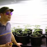 Master grower Jon Richards tends to his young cannabis plants.