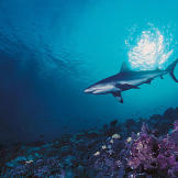 A silky shark, so named because of the smooth texture of its skin. In comparison to most sharks, the silky shark's denticles (shark scales) are very small and densely packed, giving its skin a "silky" feel. It lives in tropical waters worldwide, where it excels at driving fish into compact schools before launching open-mouthed, slashing attacks.