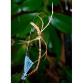 Net-Casting Spiders