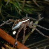 Fishing Spiders