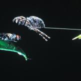 Propelled by their back legs,