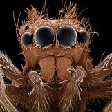 Jumping Spiders
