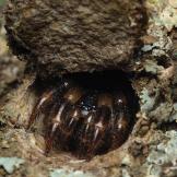 Trapdoor Spiders