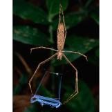 Net-casting Spider