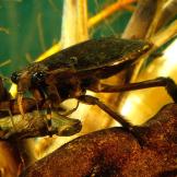 Giant Water Bugs