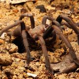 Whistling Tarantula