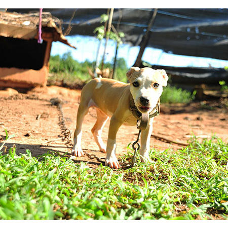 pit bulls and parolees photos and more pit bulls and parolees animal planet