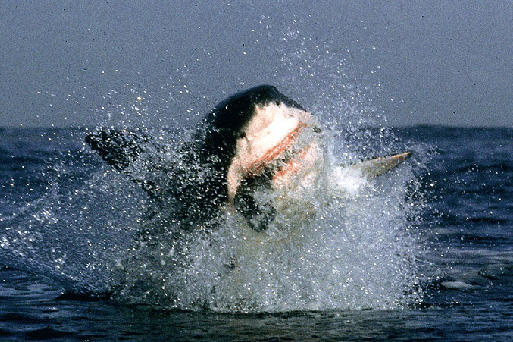 A great white shark launches from the water during an attack off the coast of Seal Island in South Africa. The breaching behavior of great white sharks was a complete surprise to everyone, most shark scientists included, when