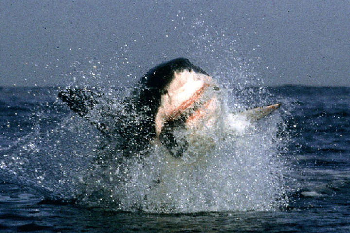 A great white shark launches from the water during an attack off the coast of Seal Island in South Africa. The breaching behavior of great white sharks was a complete surprise to everyone, most shark scientists included, when
