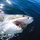 Great white shark (Carcharodon carcharias) surfacing, mouth open. Indian Ocean, Dyer Island, South Africa.