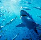 Great White Shark (Carcharodon carcharias), swimming through a school of fish, Neptune Islands, South Australia.
