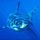 Great White Shark (Carcharodon carcharias), underwater portrait, front view, Neptune Islands, Australia.