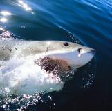 Great white shark (Carcharodon carcharias) surfacing, mouth open. Indian Ocean, Dyer Island, South Africa.