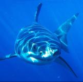 Great White Shark (Carcharodon carcharias), underwater portrait, front view, Neptune Islands, Australia.