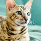Kitten Cuteness