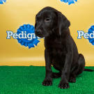 Name: Apollo