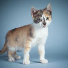 Name: Bermuda
