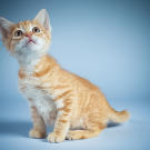 Name: Bert
