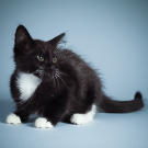 Name: Bolero