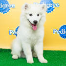 Name: Brody