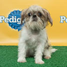 Name: Buttercup