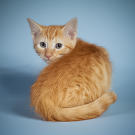 Name: Butterscotch