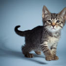 Name: Chavo