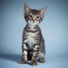 Name: Chio