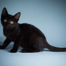 Name: Francis