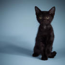 Name: Francois