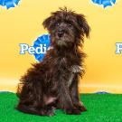 Name: Rudy