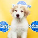 Name: Hudson