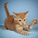 Name: Killian