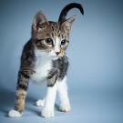 Name: Luis