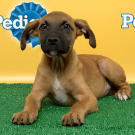 Name: Maximus