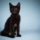 Name: Mo