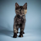 Name: Ocean