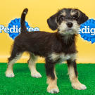 Name: Opie