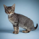 Name: Oregano
