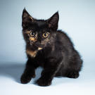 Name: Pollie