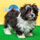 Name: Pong