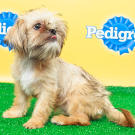 Name: Poppy