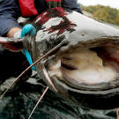 A Chernobyl river monster - the Wels Catfish.