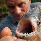 Jeremy Wade holding a piranha.