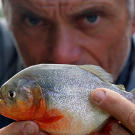 Jeremy Wade holding a piranha.