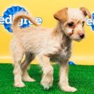 Name: Rosie
