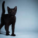 Name: Sam