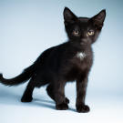 Name: Shalon