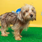 Name: Sparky